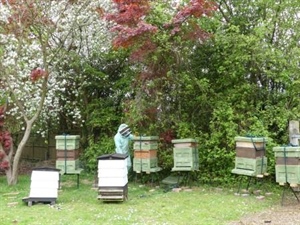 School acquires Bee Hives