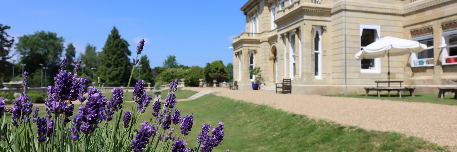 Grounds of school with lush lavender plants