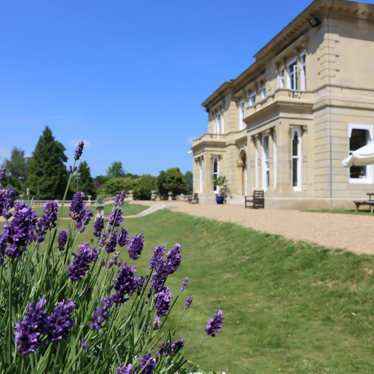 Grounds of school with lush lavender plants